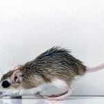 Грызуны в доме: избавляемся от крыс и мышей