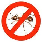 Как избавиться от муравьев и прочих насекомых