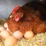 Сколько яиц откладывает курица?